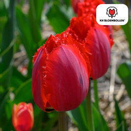 Tulpenbollen Masterpeace – 20 Stuks | KH Bloembollen® | Rode Tulp met Kartelrand – Stoer & Uniek – Voor Tuin of Pot – Maat 11/12 – Vers van de Teler (51168)