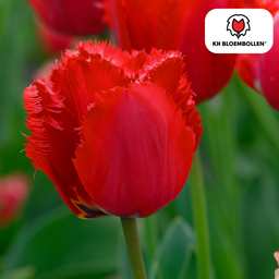 Tulpenbollen Masterpeace – 20 Stuks | KH Bloembollen® | Rode Tulp met Kartelrand – Stoer & Uniek – Voor Tuin of Pot – Maat 11/12 – Vers van de Teler (51168)