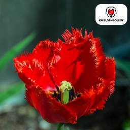 Tulpenbollen Masterpeace – 20 Stuks | KH Bloembollen® | Rode Tulp met Kartelrand – Stoer & Uniek – Voor Tuin of Pot – Maat 11/12 – Vers van de Teler (51168)