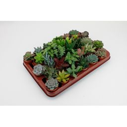 Succulenten Mix - 30 stuks (10693)