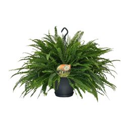 Nephrolepis Green Lady (10865)