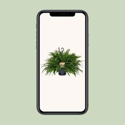 Nephrolepis Green Lady (10865)