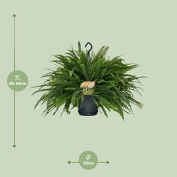 Nephrolepis Green Lady (10865)