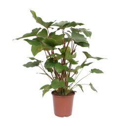 Homalomena Rubescens Maggy (10069)
