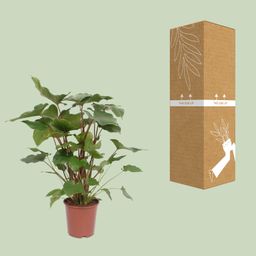 Homalomena Rubescens Maggy (10069)