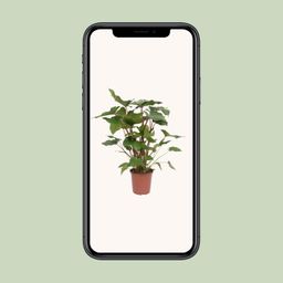 Homalomena Rubescens Maggy (10069)