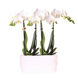 Witte orchideeënset in Como dish incl. waterreservoir | twee witte Amabilis orchideeën 9cm (51306)