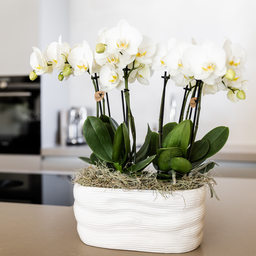 Witte orchideeënset in Como dish incl. waterreservoir | twee witte Amabilis orchideeën 9cm (51306)