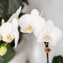 Witte orchideeënset in Como dish incl. waterreservoir | twee witte Amabilis orchideeën 9cm (51306)