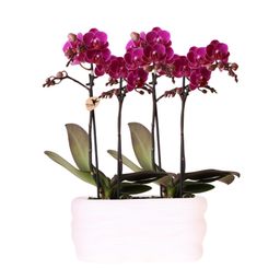 Paarse orchideeënset in Como dish incl. waterreservoir | twee paarse Morelia orchideeën 9cm (51307)