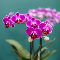 Paarse orchideeënset in Como dish incl. waterreservoir | twee paarse Morelia orchideeën 9cm (51307)