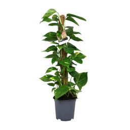 Scindapsus Epipremnum (12440)