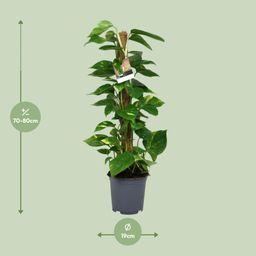 Scindapsus Epipremnum (12440)