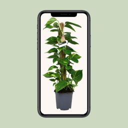 Scindapsus Epipremnum (12440)