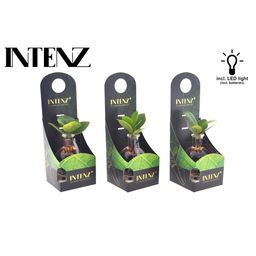 Clusia In Samoa Glas + LED (11201)
