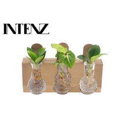 Kamerplanten Mix In Berlin Glas (11213)