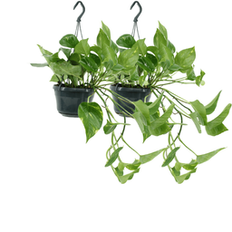 2x Epipremnum Aureum - Scindapsus - 25cm - ø15 (10263)