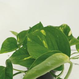 2x Epipremnum Aureum - Scindapsus - 25cm - ø15 (10263)