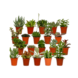 Succulenten Mix - 20 stuks - Ø5,5cm (10225)