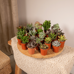 Succulenten Mix - 20 stuks - Ø5,5cm (10225)
