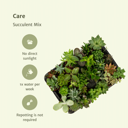 Succulenten Mix - 20 stuks - Ø5,5cm (10225)