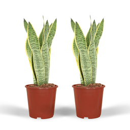 2x Sansevieria Laurentii - Vrouwentong - 40cm - ø14 (10276)