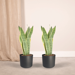 2x Sansevieria Laurentii - Vrouwentong - 40cm - ø14 (10276)