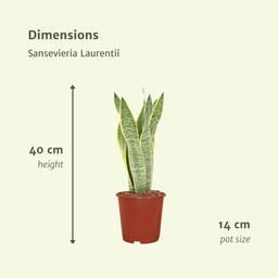 2x Sansevieria Laurentii - Vrouwentong - 40cm - ø14 (10276)