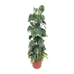 Philodendron Scandens Brasil (10139)