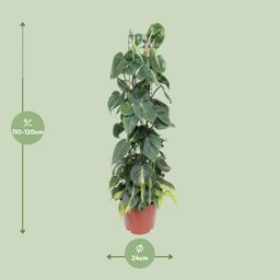 Philodendron Scandens Brasil (10139)