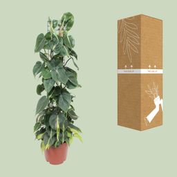Philodendron Scandens Brasil (10139)