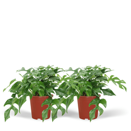 Monstera Minima - (Gatenplant) - 2 stuks (10269)