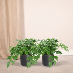 Monstera Minima - (Gatenplant) - 2 stuks (10269)