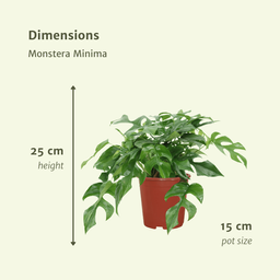 Monstera Minima - (Gatenplant) - 2 stuks (10269)