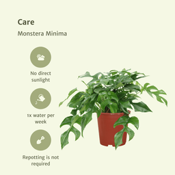 Monstera Minima - (Gatenplant) - 2 stuks (10269)