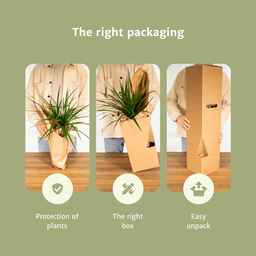 Monstera Minima - (Gatenplant) - 2 stuks (10269)