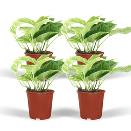 Epipremnum Marble Queen - 4 stuks (10288)