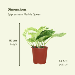 Epipremnum Marble Queen - 4 stuks (10288)