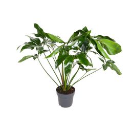 Philodendron Green Wonder (12103)
