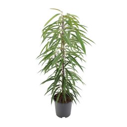 Ficus Binnendijkii Alii (10294)