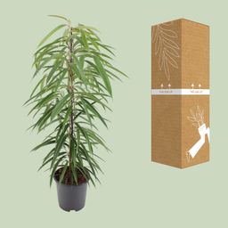 Ficus Binnendijkii Alii (10294)
