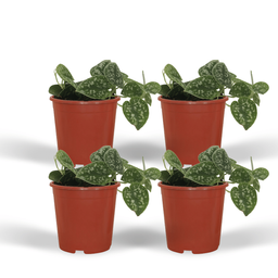 4x Scindapsus Pictus - Epipremnum - 15cm - ø12 (10290)