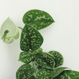 4x Scindapsus Pictus - Epipremnum - 15cm - ø12 (10290)