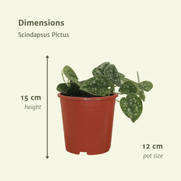 4x Scindapsus Pictus - Epipremnum - 15cm - ø12 (10290)