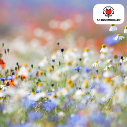 Kh bloembollen Wilde Bloemenzaad Mengsel – 100 gram | Goed voor Bijen, Vlinders & Biodiversiteit | ± 30–50 m² (51286)