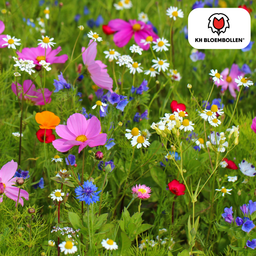 Kh bloembollen Wilde Bloemenzaad Mengsel – 100 gram | Goed voor Bijen, Vlinders & Biodiversiteit | ± 30–50 m² (51286)