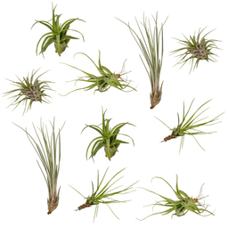 Tillandsia Air mix - 10 stuks - 6 cm - ø6 (10309)