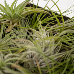 Tillandsia Air mix - 10 stuks - 6 cm - ø6 (10309)