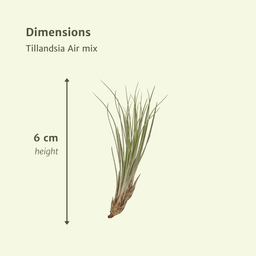 Tillandsia Air mix - 10 stuks - 6 cm - ø6 (10309)