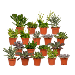 Succulenten Mix - 18 stuks - Ø8,5cm (10304)